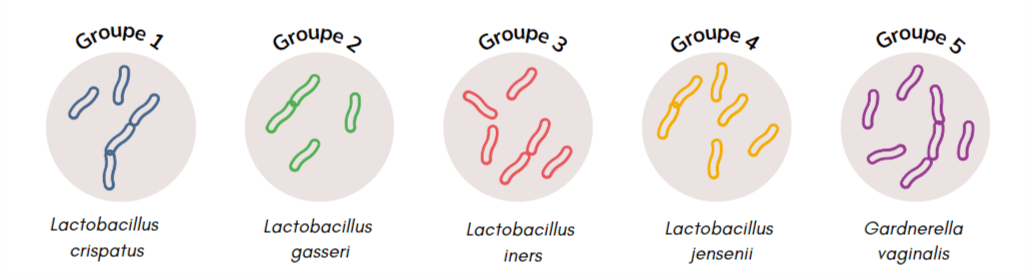 Le microbiote vaginal au cours de la vie - Codifra
